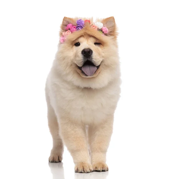 Adorable Chow Chow Wearing Fresh Flowers Headband Panting Winking While — Stock Photo, Image