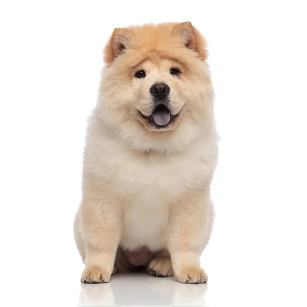 Glücklich Chow Chow Mit Blauer Zunge Ausgesetzt Sitzen Auf Weißem — Stockfoto