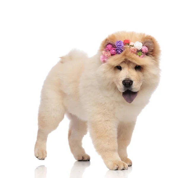 Cute Chow Chow Flowers Crown Steps Side White Background Pants — Stock Photo, Image