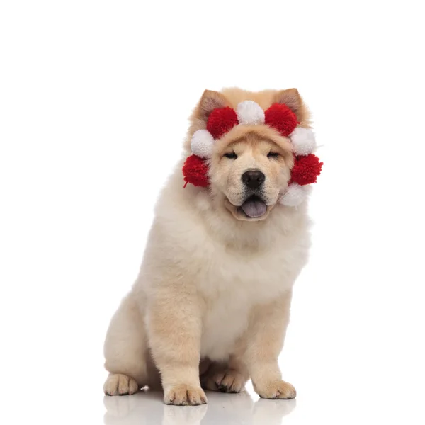 Seated Chow Chow Wearing Fluffy Red White Crown Panting Eyes — Stock Photo, Image