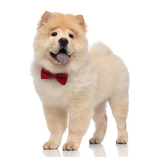 Gentleman Chow Chow Bär Röda Bowtie Stående Vit Bakgrund Och — Stockfoto