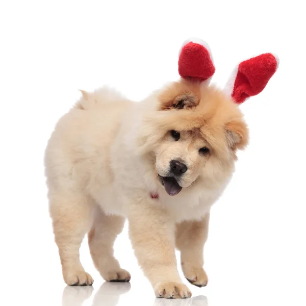 Cute Chow Chow Wearing Red Bunny Ears Headband Stands White — Stock Photo, Image