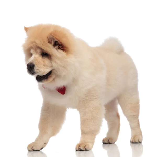 Nieuwsgierig Chow Chow Met Bowtie Stappen Naar Kant Witte Achtergrond — Stockfoto