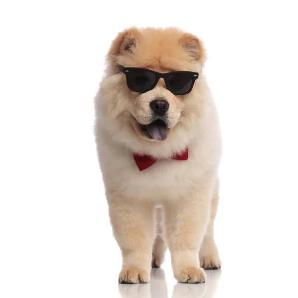 Elegant Chow Chow Wearing Sunglasses Stands White Background Blue Tongue — Stock Photo, Image