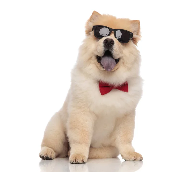 Cute Chow Chow Wearing Sunglasses Red Bowtie Sitting White Background — Stock Photo, Image