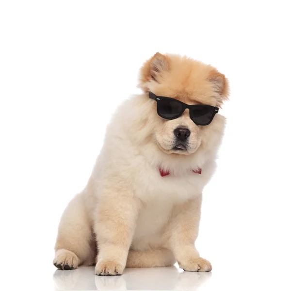 Gentleman Chow Chow Mit Brille Sitzt Auf Weißem Hintergrund Und — Stockfoto