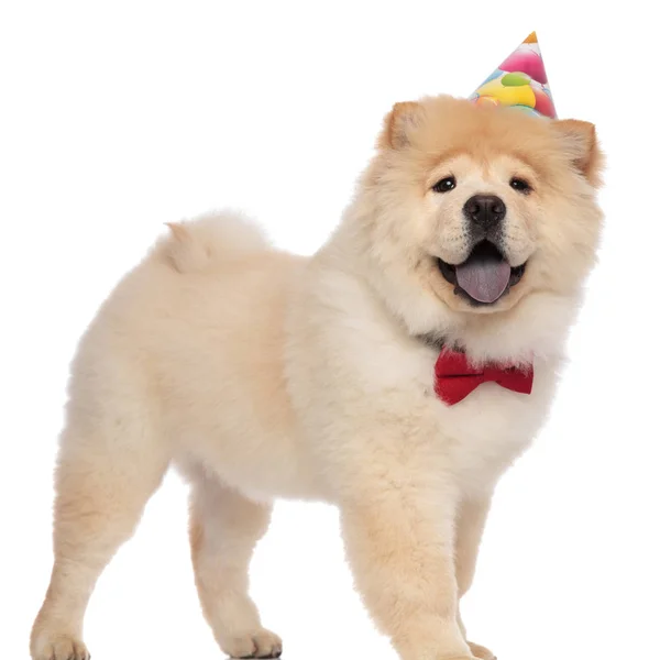 Excited Chow Chow Wearing Red Bowtie Birthday Hat Panting While — Stock Photo, Image