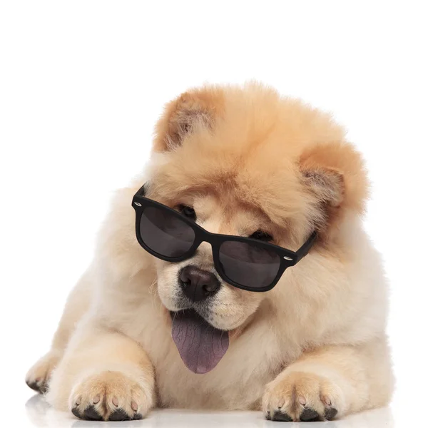 Happy Chow Chow Wearing Sunglasses Panting Lying White Background — Stock Photo, Image