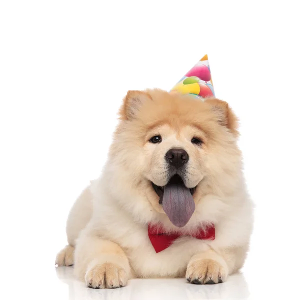 Compleanno Chow Chow Indossa Papillon Rosso Poggiante Sfondo Bianco Ansimando — Foto Stock