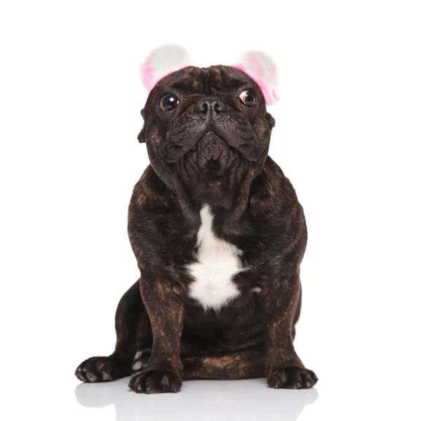 Bonito Francês Bulldog Vestindo Rosa Orelhas Headband Olha Para Lado — Fotografia de Stock