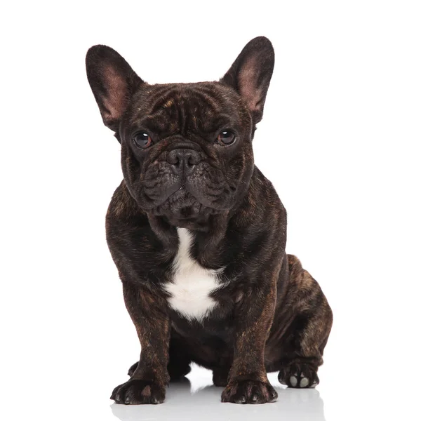 Adorable Bouledogue Français Noir Assis Sur Fond Blanc — Photo