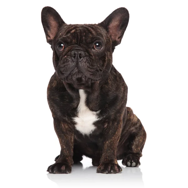 Curious Black French Bulldog Sitting White Background Looking Side — Stock Photo, Image