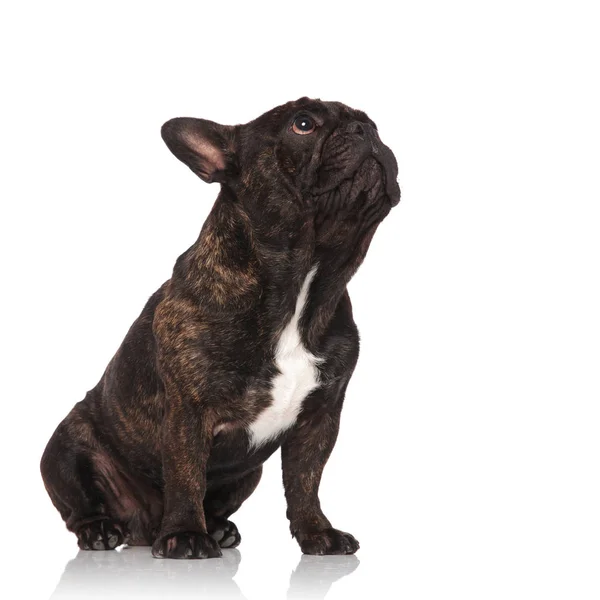Schattig Zwarte Franse Bulldog Zit Witte Achtergrond Kijkt Omhoog Naar — Stockfoto