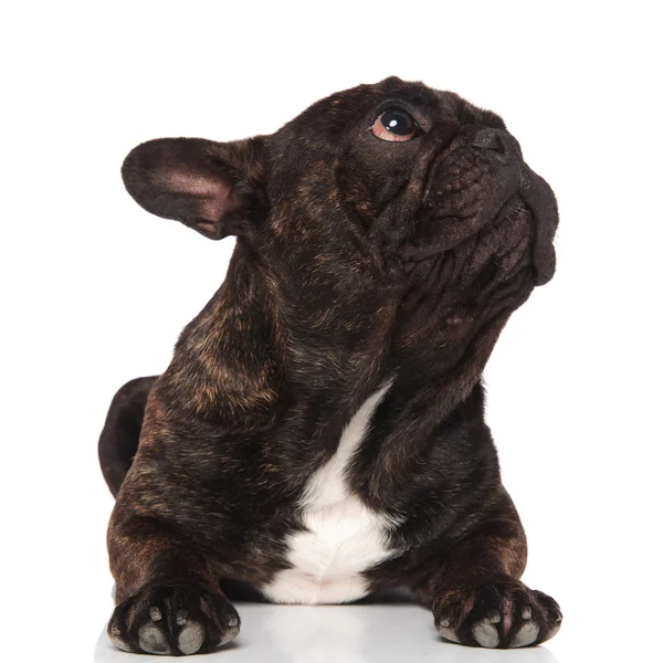 Encantador Bulldog Francés Descansa Sobre Fondo Blanco Mira Hacia Arriba — Foto de Stock