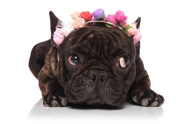 Niedliche Französische Bulldogge Trägt Bunte Blumen Stirnband Sieht Zur Seite — Stockfoto