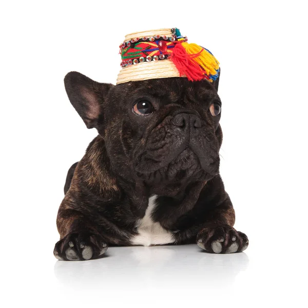 Curious French Bulldog Wearing Folk Cap Sequins Resting White Background — Stock Photo, Image