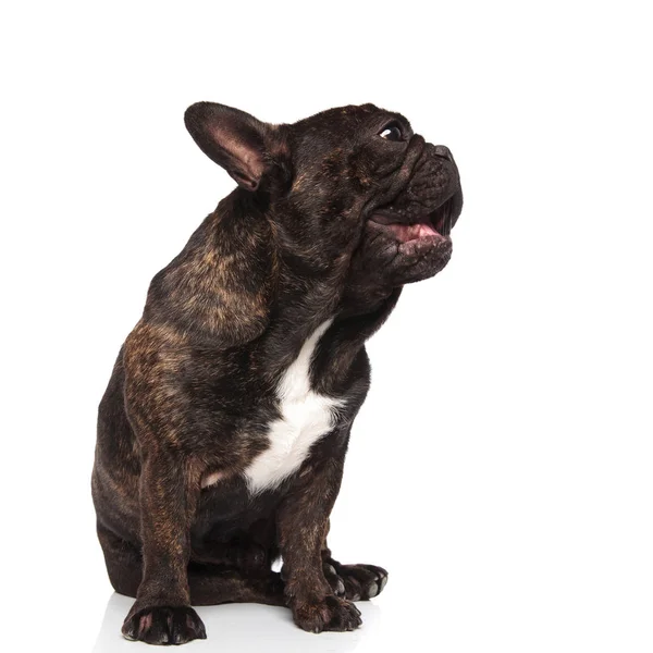 Sentado Francês Buldogue Ofegante Olhando Para Lado Fundo Branco — Fotografia de Stock