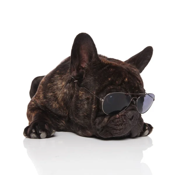 Bulldog Francês Bonito Com Óculos Descansando Fundo Branco Olhando Para — Fotografia de Stock