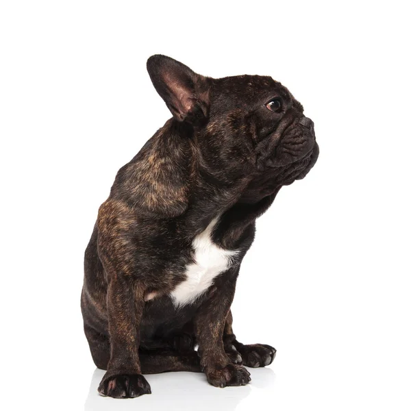 Adorável Preto Francês Bulldog Sentado Fundo Branco Olhando Para Lado — Fotografia de Stock