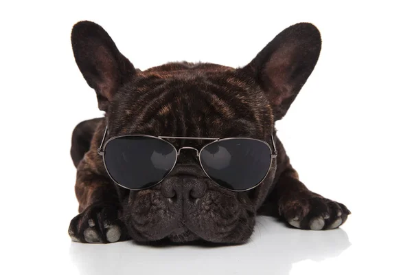 Schwarze Französische Bulldogge Auf Weißem Hintergrund Liegend Und Mit Fliegersonnenbrille — Stockfoto