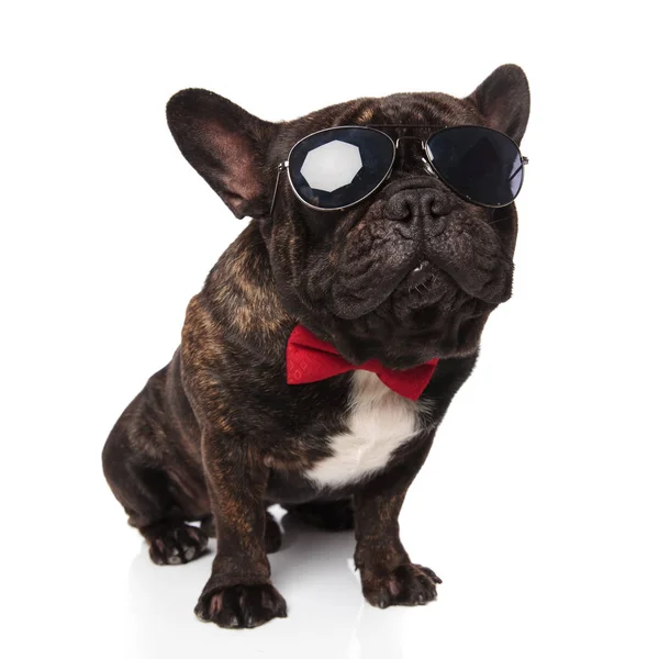 Elegante Francês Bulldog Vestindo Óculos Sol Bowtie Vermelho Sentado Fundo — Fotografia de Stock