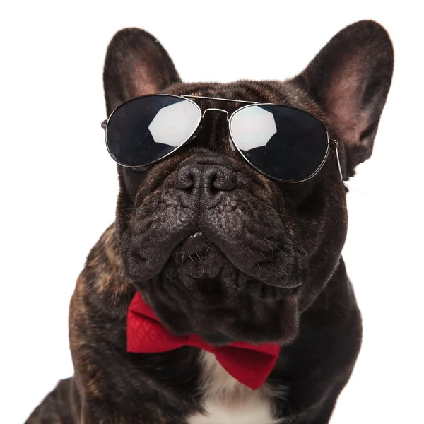 Close Elegant French Bulldog Sunglasses Looking Side While Sitting White — Stock Photo, Image