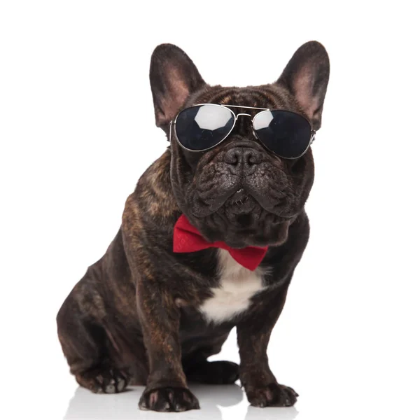 Adorable Bouledogue Français Portant Noeud Papillon Rouge Lunettes Est Assis — Photo