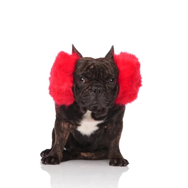 可爱的法国斗牛犬穿着大红色耳罩坐在白色的背景 — 图库照片