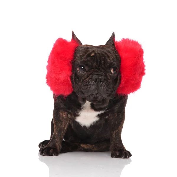 有趣的法国斗牛犬穿着巨大的红色耳罩看着一边 而坐在白色的背景 — 图库照片