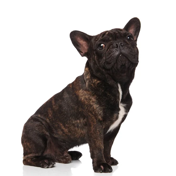 Oldalnézetből Aranyos Fekete Francia Bulldog Ülés Fehér Háttér — Stock Fotó