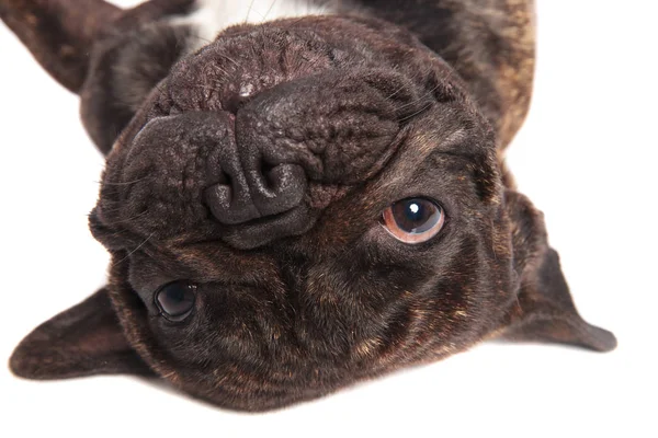 Cabeza Adorable Bulldog Francés Negro Pie Boca Abajo Sobre Fondo — Foto de Stock
