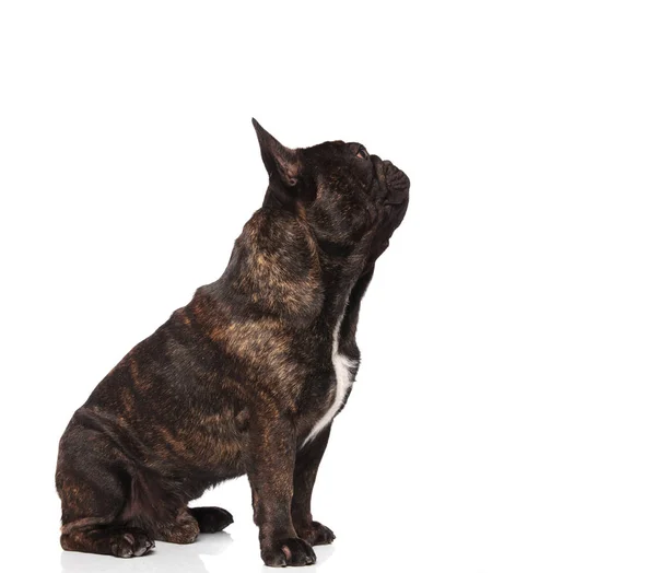 Side View Adorable French Bulldog Sitting White Background — Stock Photo, Image