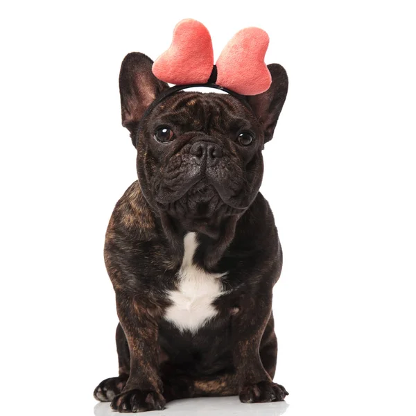 Lustige Französische Bulldogge Mit Rosa Krone Sitzt Auf Weißem Hintergrund — Stockfoto