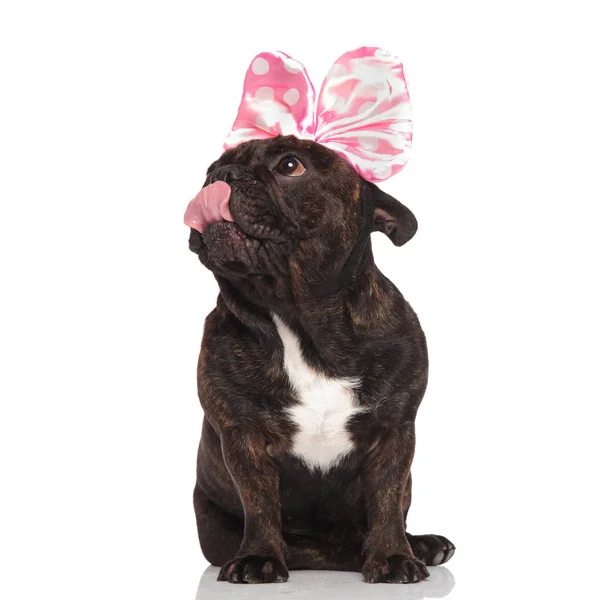 Curioso Bulldog Francês Com Fita Rosa Cabeça Lambendo Seu Nariz — Fotografia de Stock