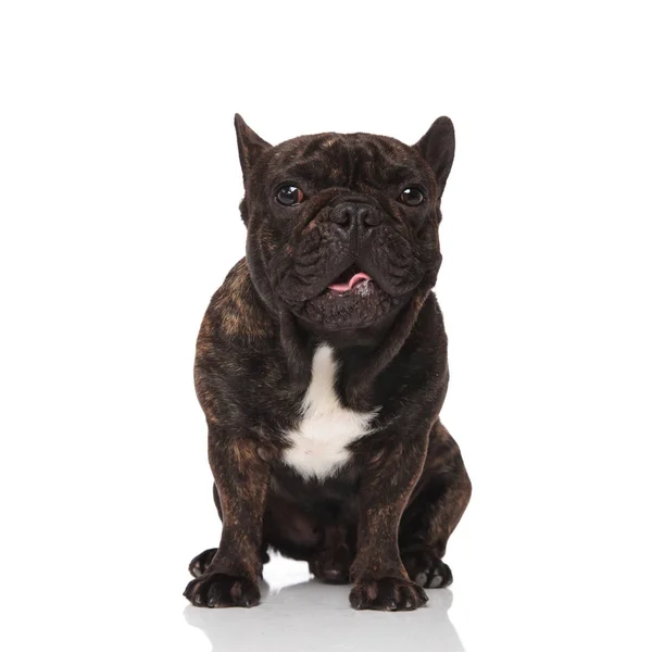 Adorable French Bulldog Panting While Sitting White Background — Stock Photo, Image