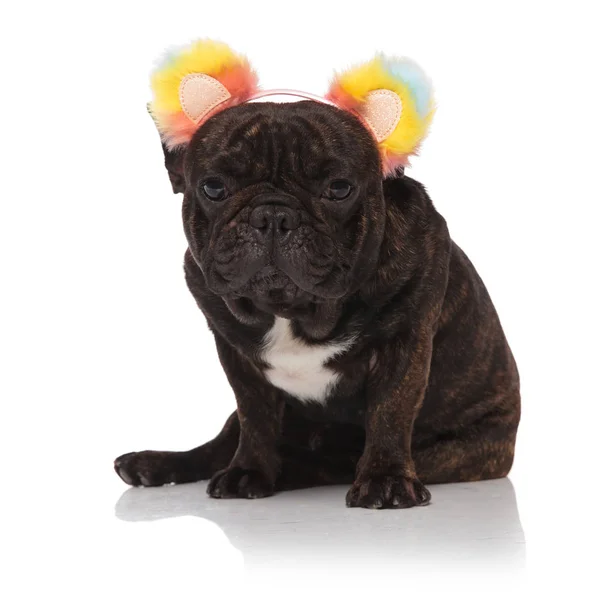 Lindo Bulldog Francés Con Diadema Orejas Oso Colores Sentado Sobre — Foto de Stock