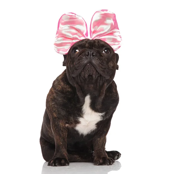 Adorável Francês Bulldog Vestindo Fita Rosa Cabeça Olha Para Cima — Fotografia de Stock