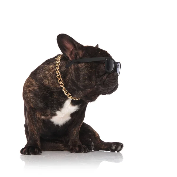 Cool Franse Bulldog Dragen Van Ketting Zonnebril Kijkt Naar Kant — Stockfoto