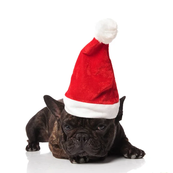 Söt Och Nyfiken Fransk Bulldog Santa Hatt Vilar Vit Bakgrund — Stockfoto