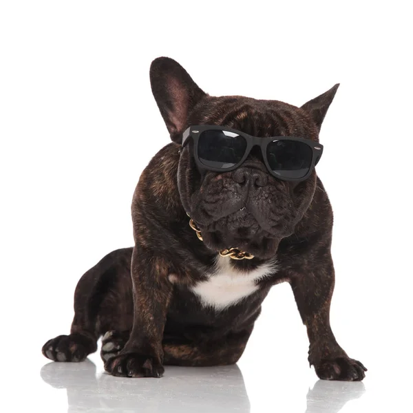 Grappige Franse Bulldog Dragen Van Bril Gouden Kraag Zitten Kijken — Stockfoto