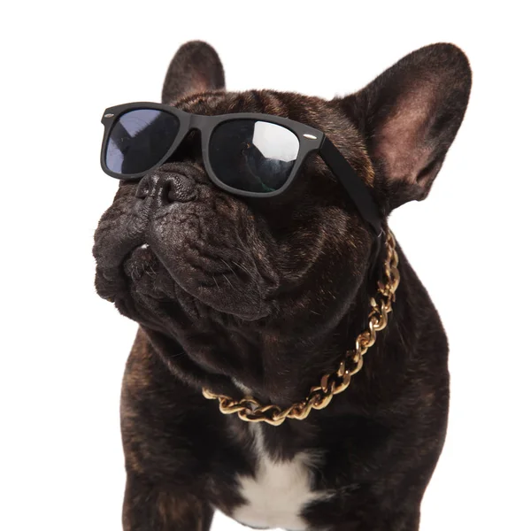Head Curious French Bulldog Wearing Sunglasses Collar Standing White Background — Stock Photo, Image