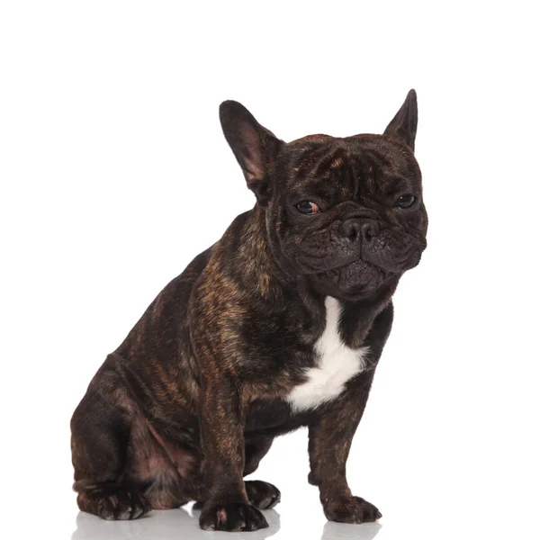 Cute Black French Bulldog Sitting White Background — Stock Photo, Image