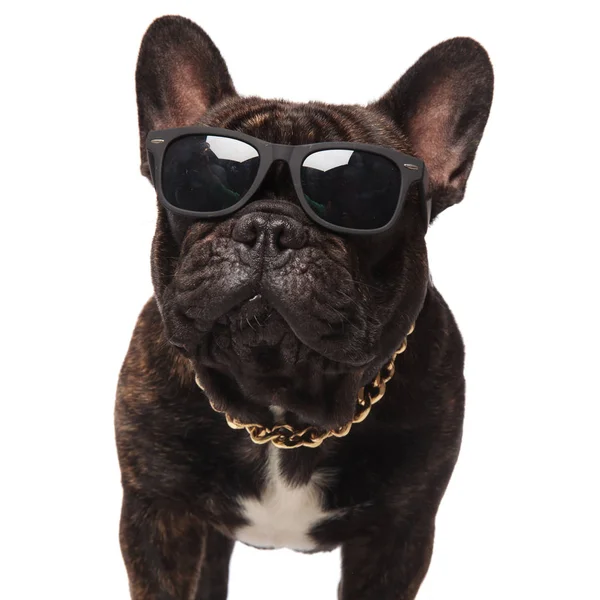 Close French Bulldog Wearing Eyeglasses Golden Necklace Standing White Background — Stock Photo, Image