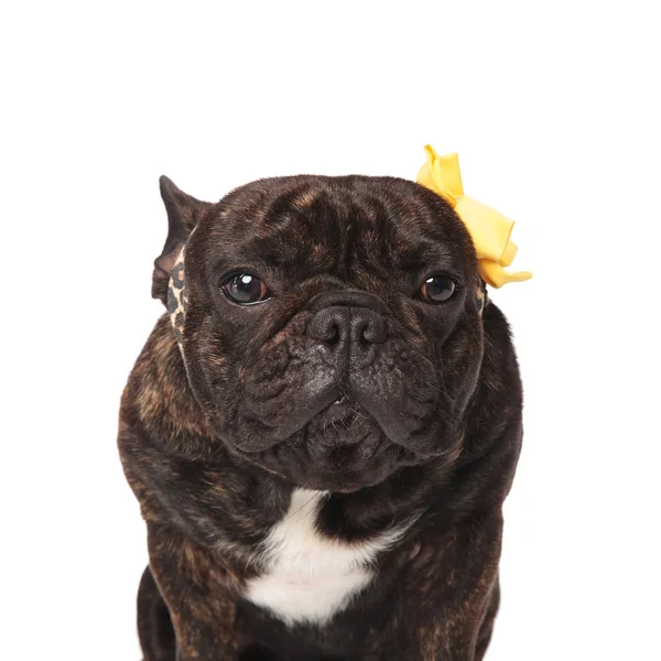 Close Assentado Bulldog Francês Vestindo Animal Impressão Headband Fundo Branco — Fotografia de Stock