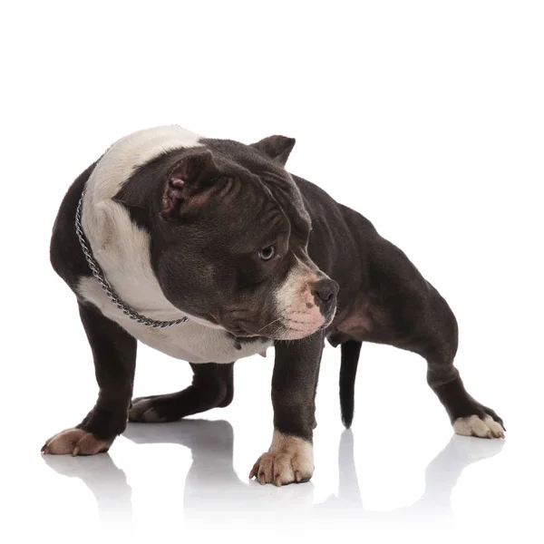 Curious American Bully Wearing Chain Collar Standing White Background Looking — Stock Photo, Image