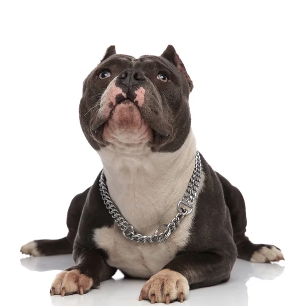 Curious American Bully Collar Lies White Background Looks — Stock Photo, Image