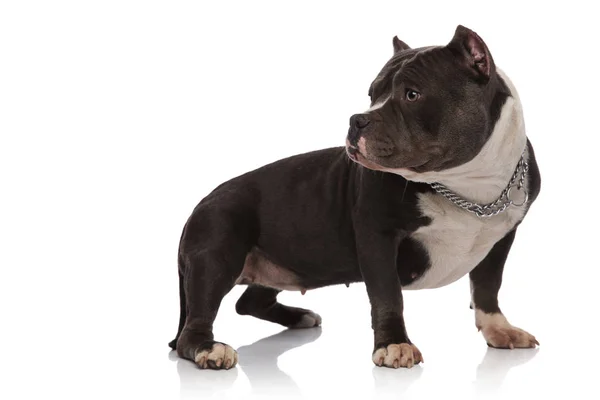 Adorable American Bully Collar Looks While Standing White Background — Stock Photo, Image