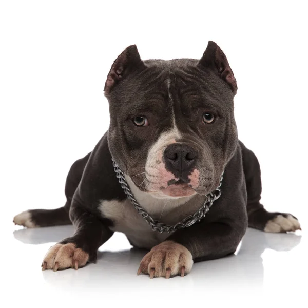 Adorable American Bully Wearing Chain Necklace Rests White Background — Stock Photo, Image