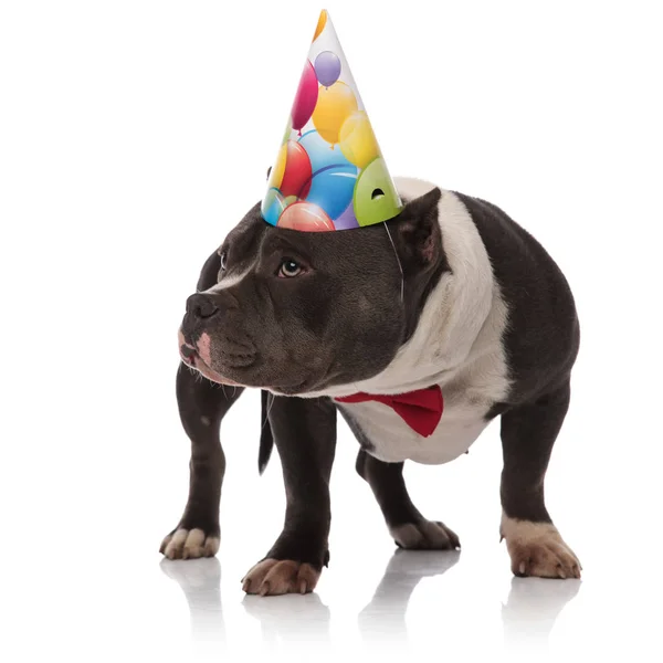 Birthday American Bully Wearing Red Bowtie Looks Side While Standing — Stock Photo, Image