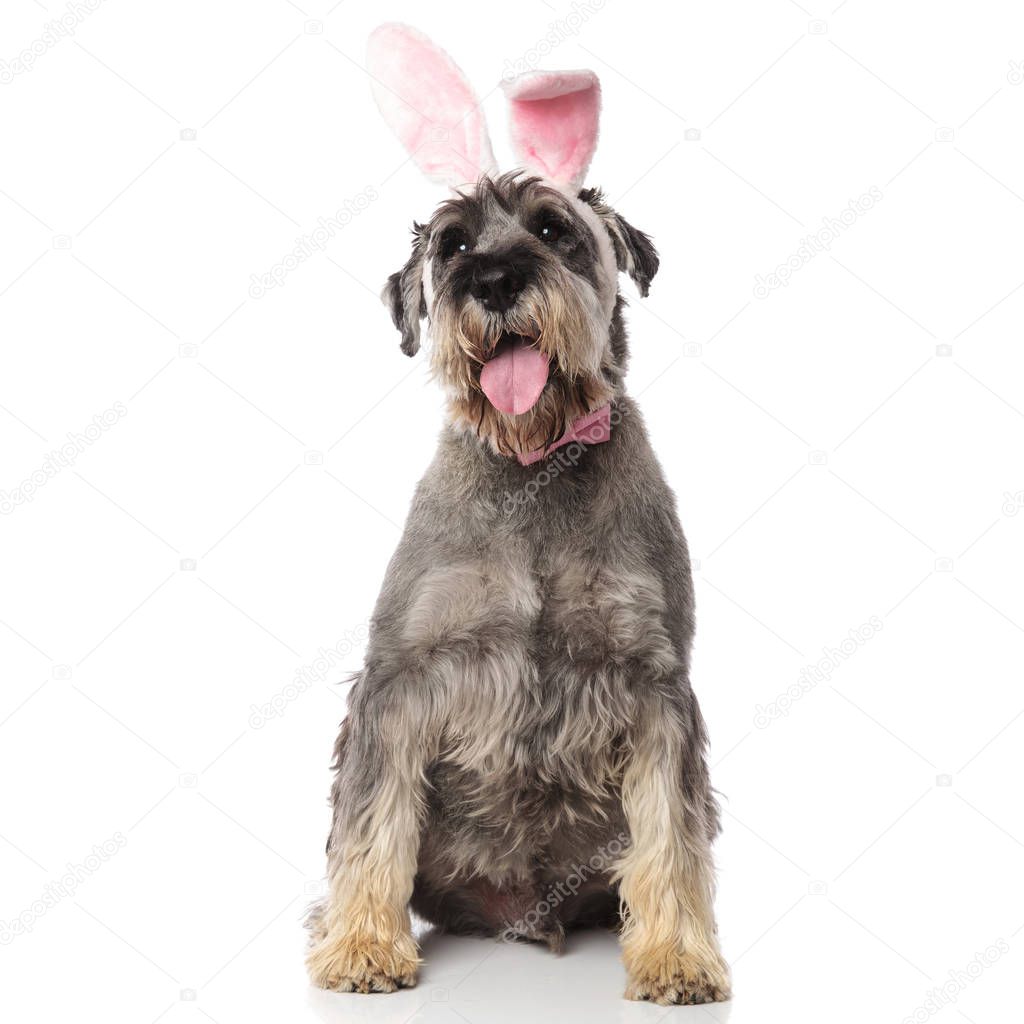 bunny schnauzer wearing pink bowtie sitting on white background and panting
